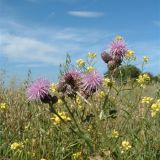 Flowers of the fields