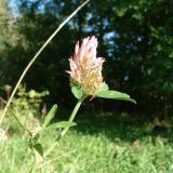 Flowers of the fields